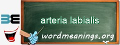 WordMeaning blackboard for arteria labialis